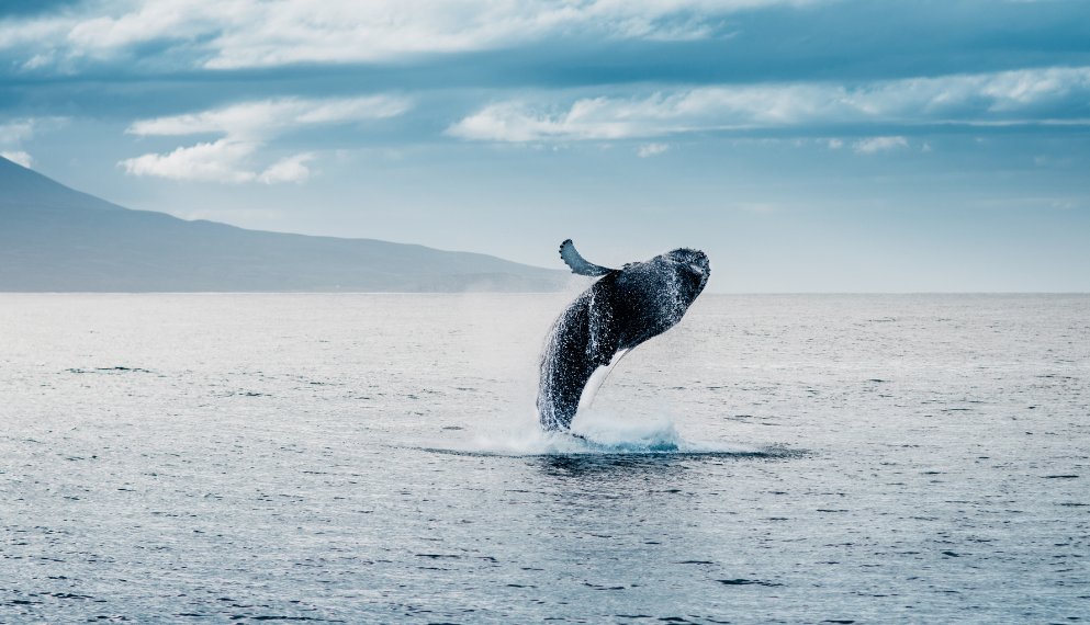 GECN Global Trends in Stakeholder Incentives: Climate Strategies and Incentives for Corporate Sustainability